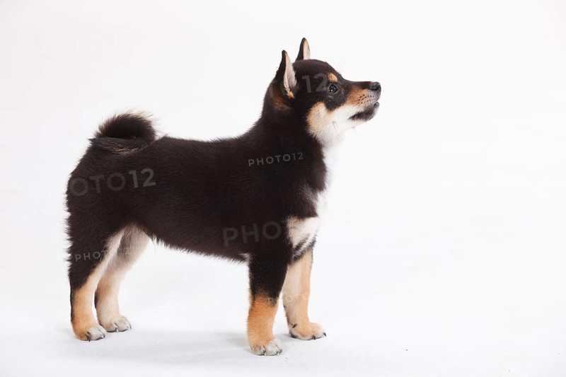 Shiba Inu