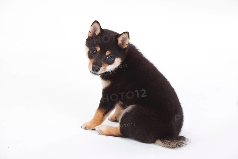 Shiba Inu