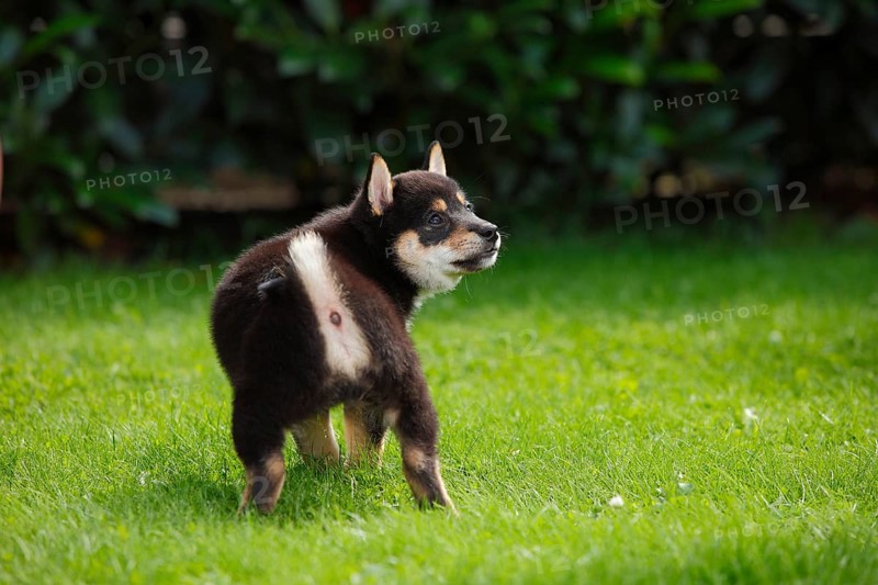 Shiba Inu