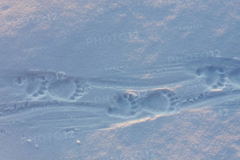 Animal tracks of a polar bear