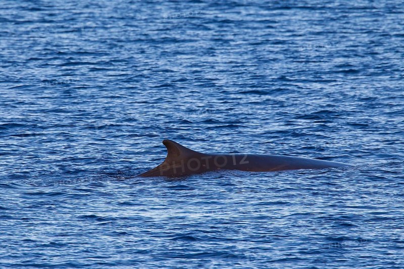 Fin whale
