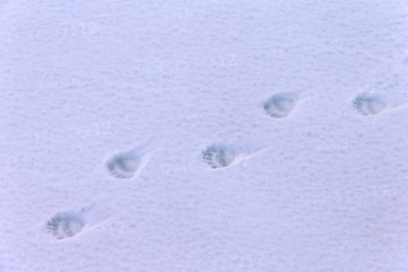 Polar bear