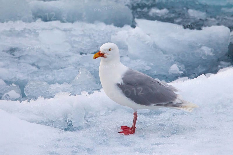 Glaucous gull