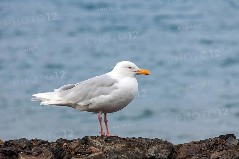 Glaucous Gull