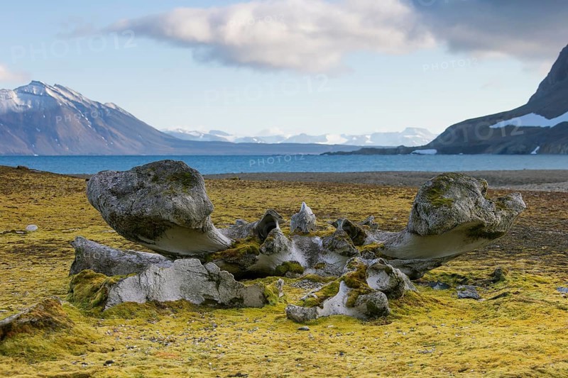 Discarded bones of a bowhead whale