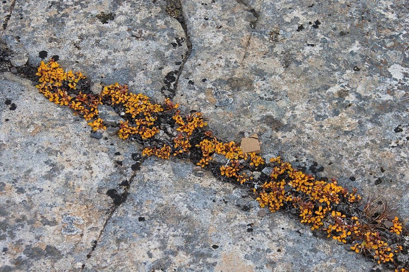 Dwarf willow