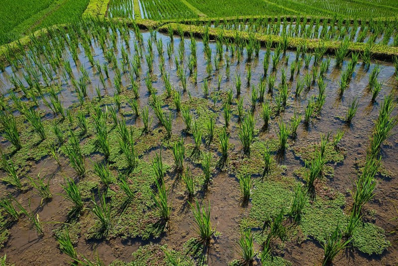 Rice Terraces