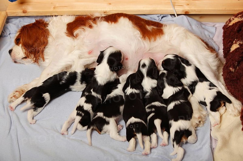 Cavalier King Charles Spaniel