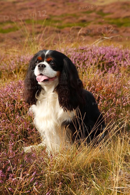 Cavalier King Charles Spaniel