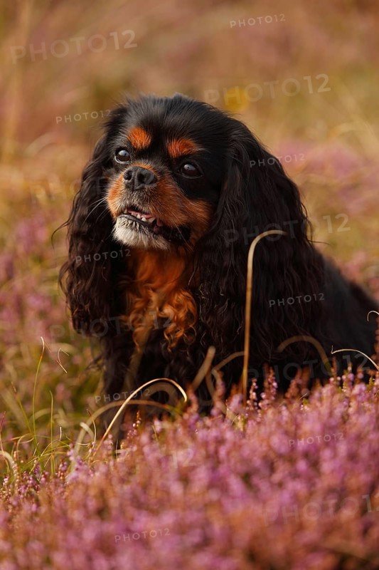 Cavalier King Charles Spaniel
