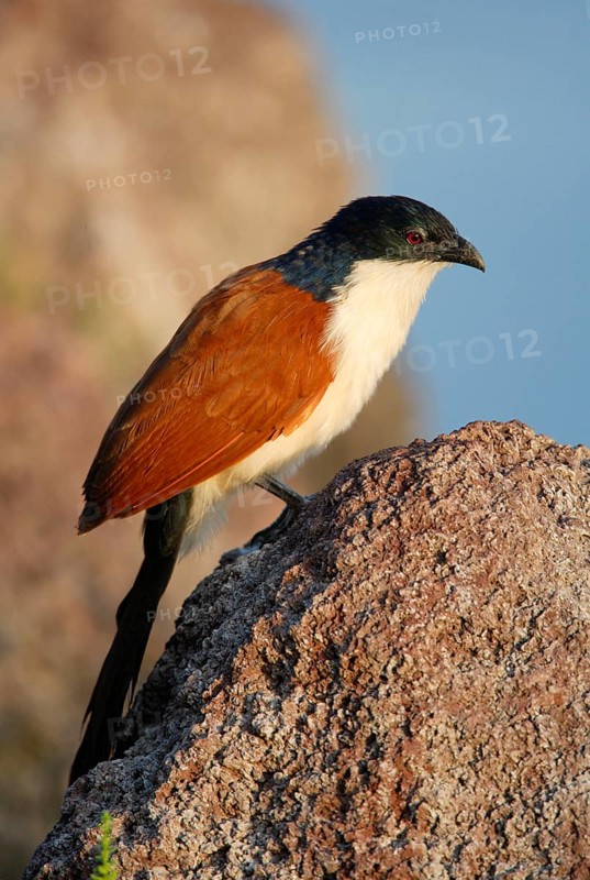 Blue-headed Coucal