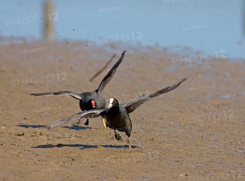 Eurasian Coot