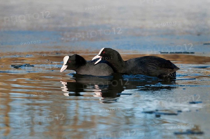 Eurasian Coot