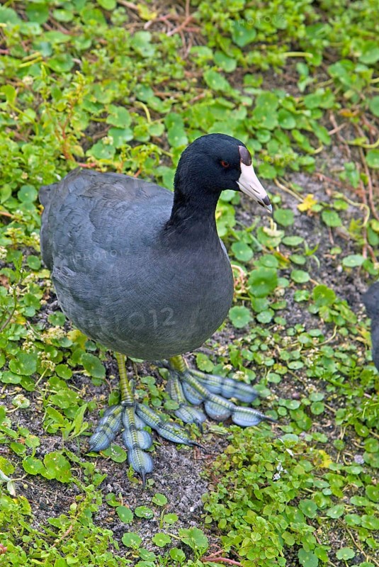 American coot