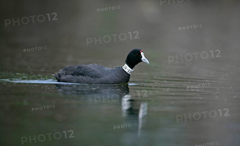 Red-knobbed Eurasian Coot adult