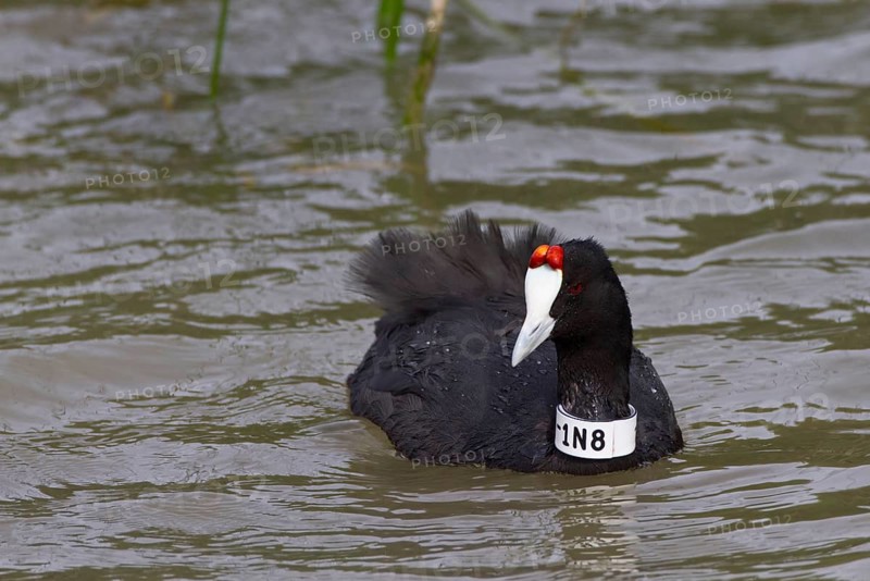 Red-knobbed Coot