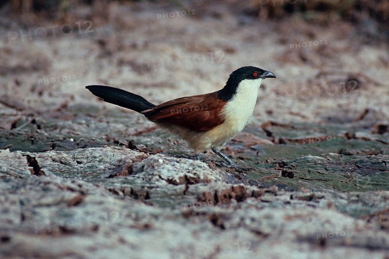 Senegal Spurred Cuckoo