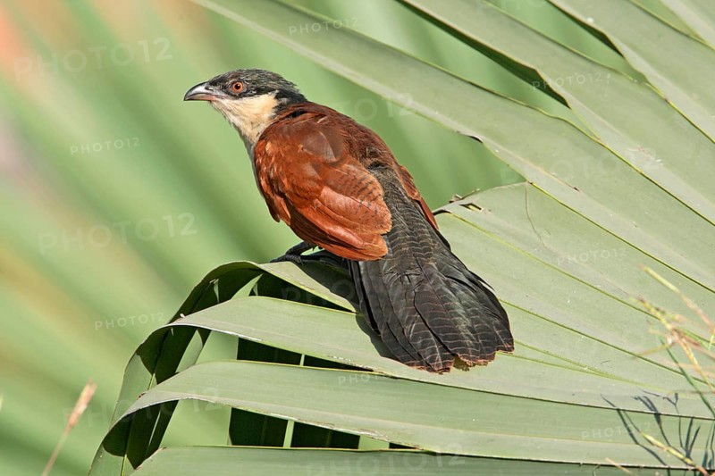 Senegal Coucal
