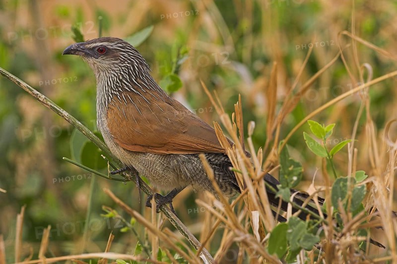White-browed Coucal