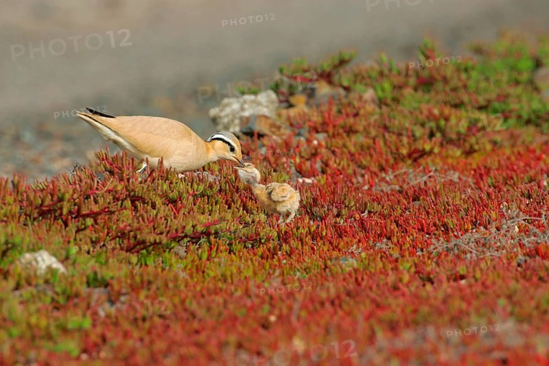 Cream-coloured Courser