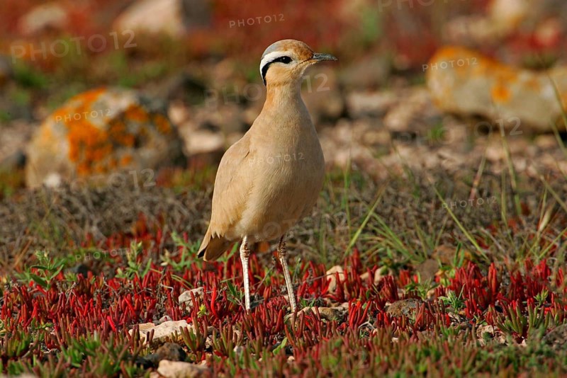 Cream-coloured Courser