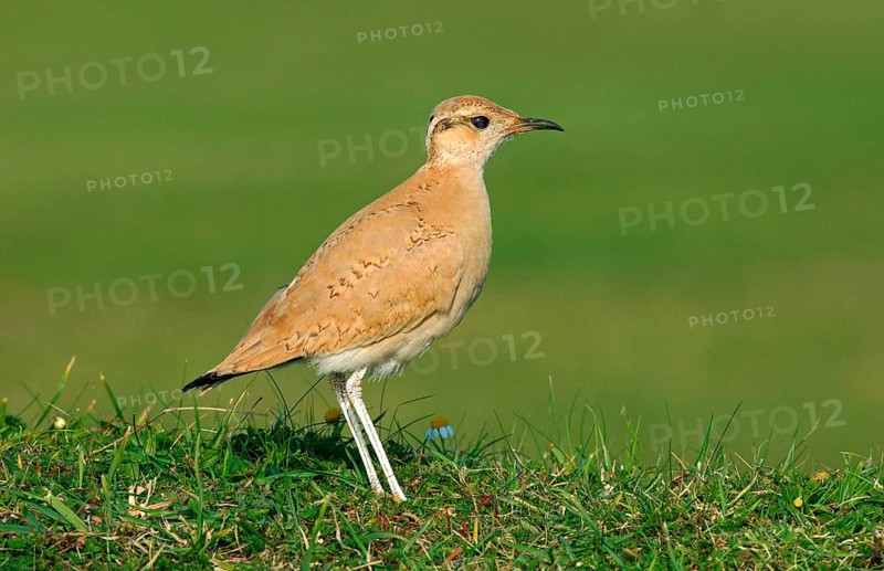 Cream-coloured Courser