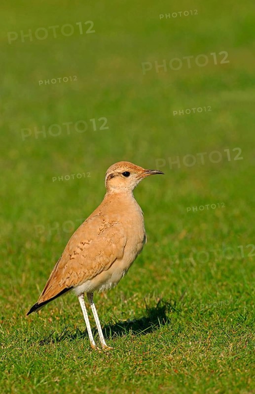 Cream-coloured Courser