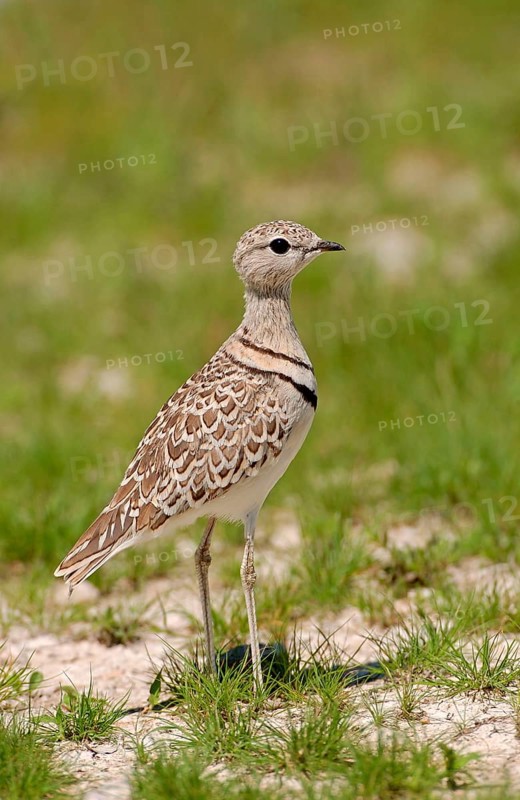 Double-banded courser