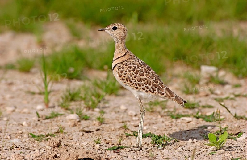 Double-banded courser