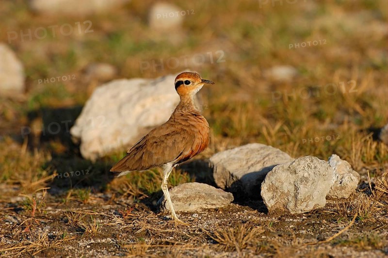 Temminck's Courser
