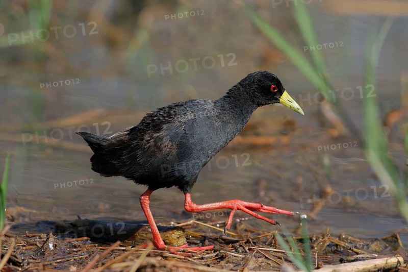 Adult Black Crake