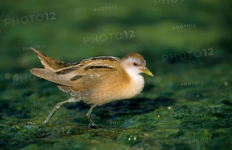 Little Crake