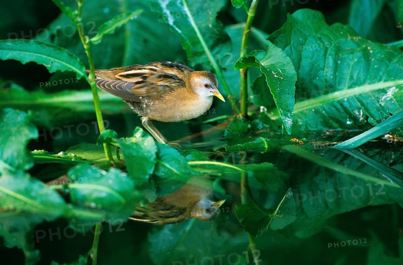Little Crake