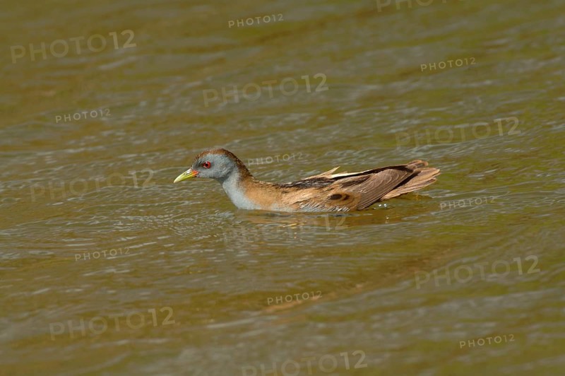 Little Crake