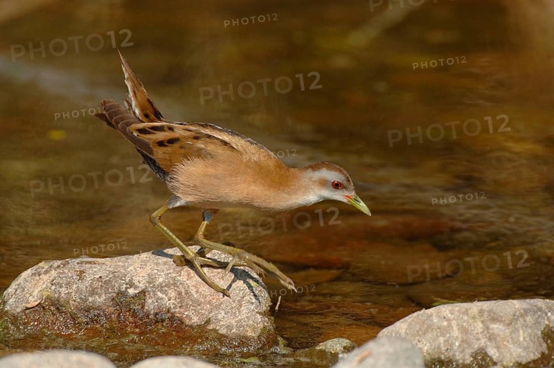 Little Crake
