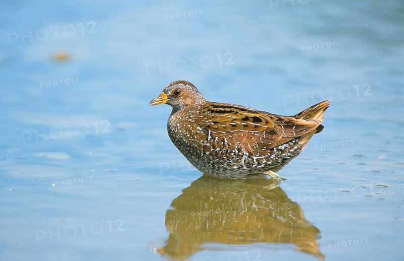 Spotted Crake