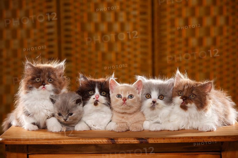 British Longhair