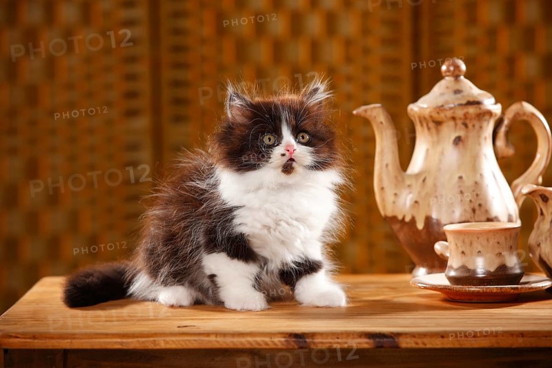 British Longhair