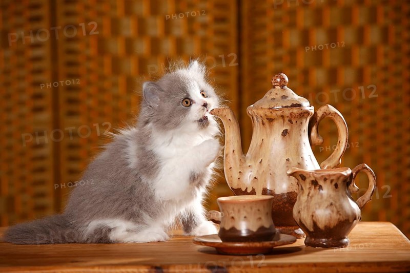 British Longhair
