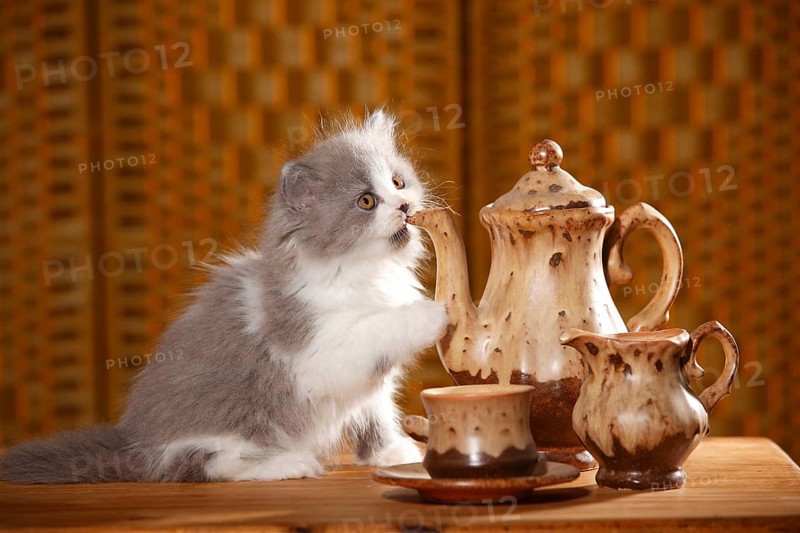 British Longhair