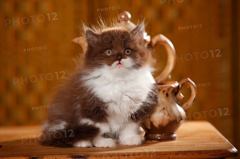 British Longhair