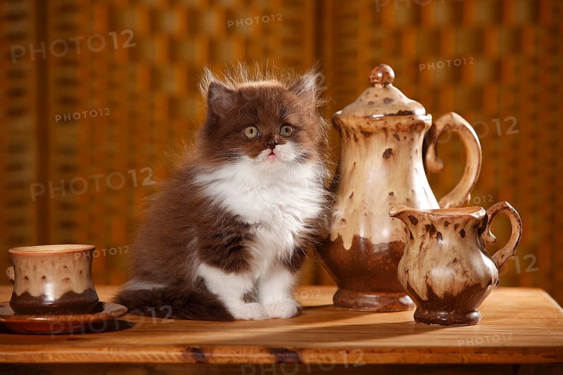 British Longhair