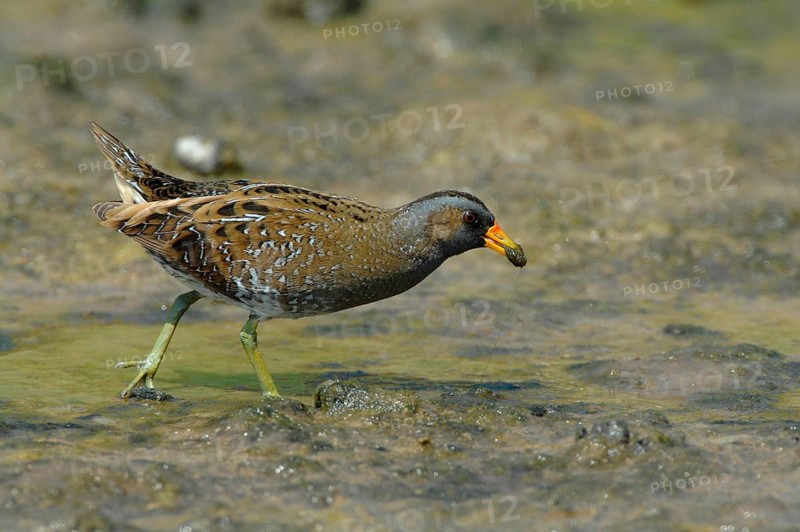 Spotted Crake