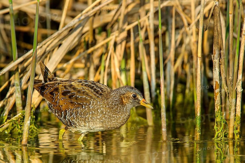 Spotted crake