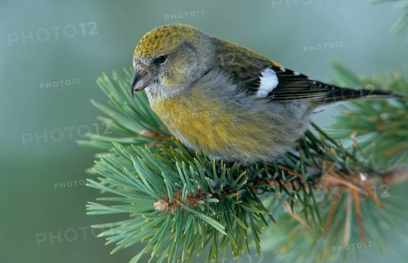 Banded Crossbill