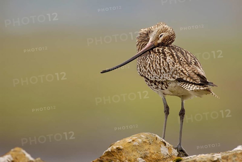 Eurasian Curlew