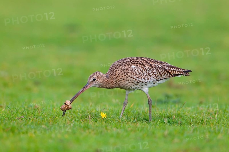 Adult eurasian curlew