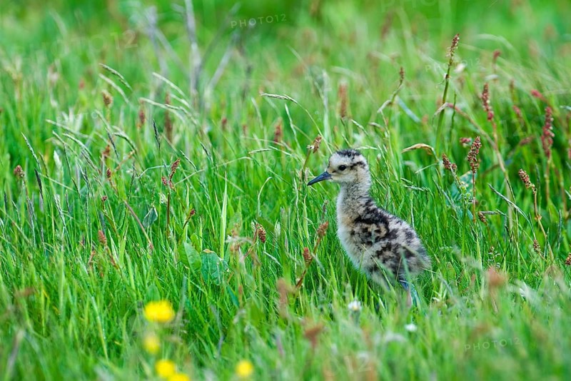 Eurasian Curlew