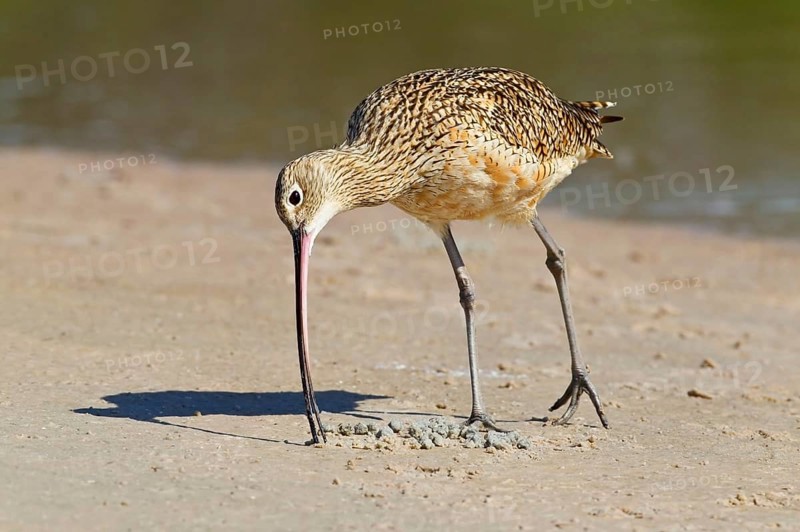 American Curlew