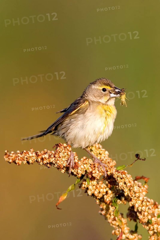 Dickcissel